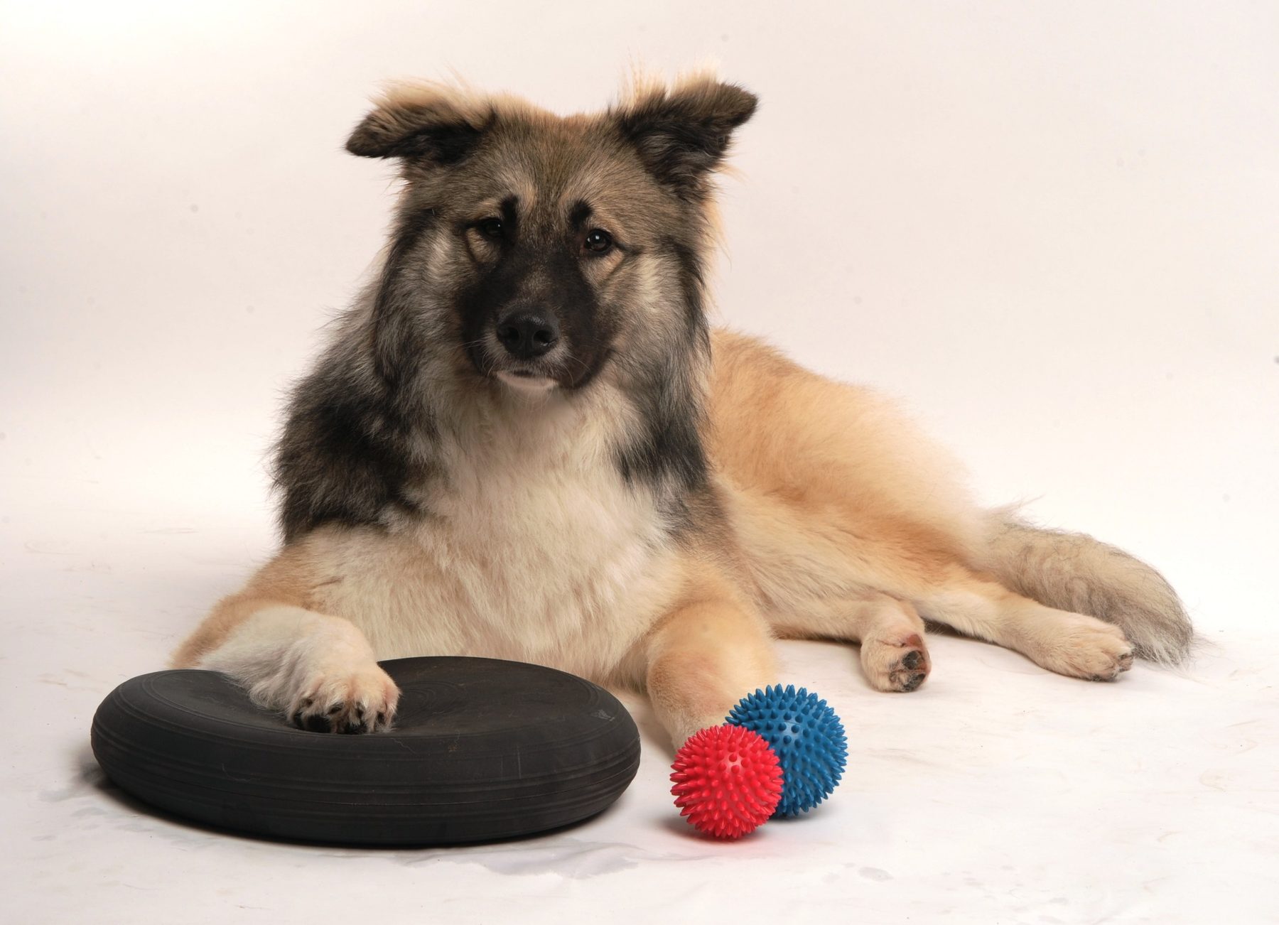 Hund beim Gleichgewichtstraining