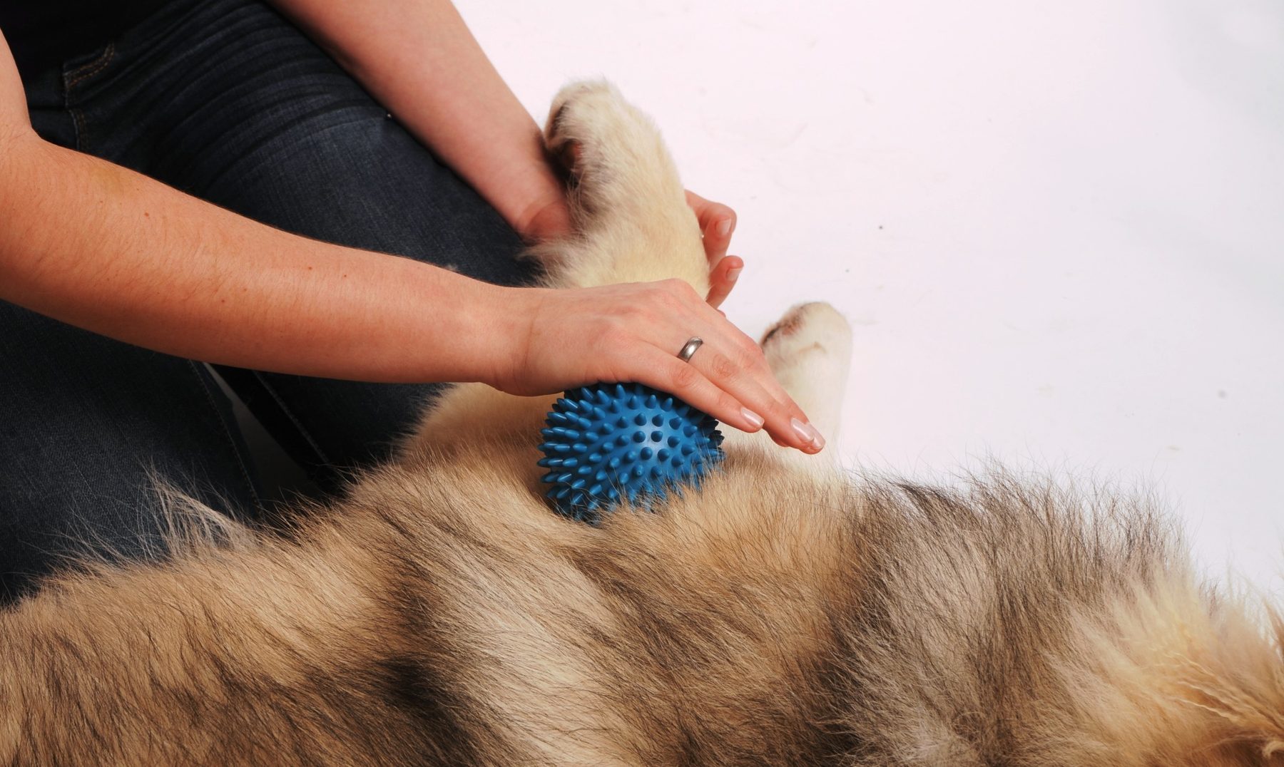 Massagebehandlung bei einem Hund