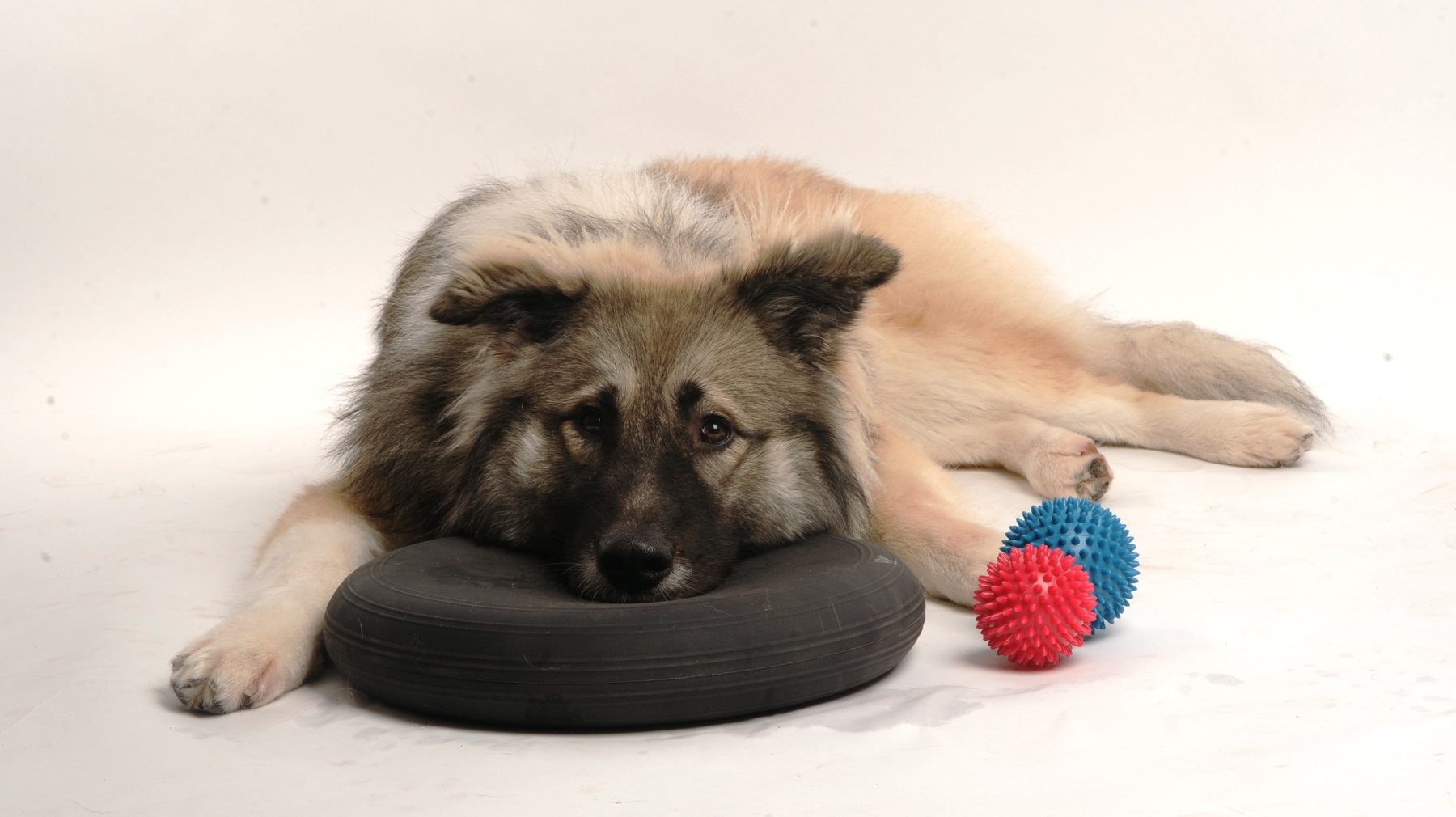 Hund entspannt auf einem Balancekissen