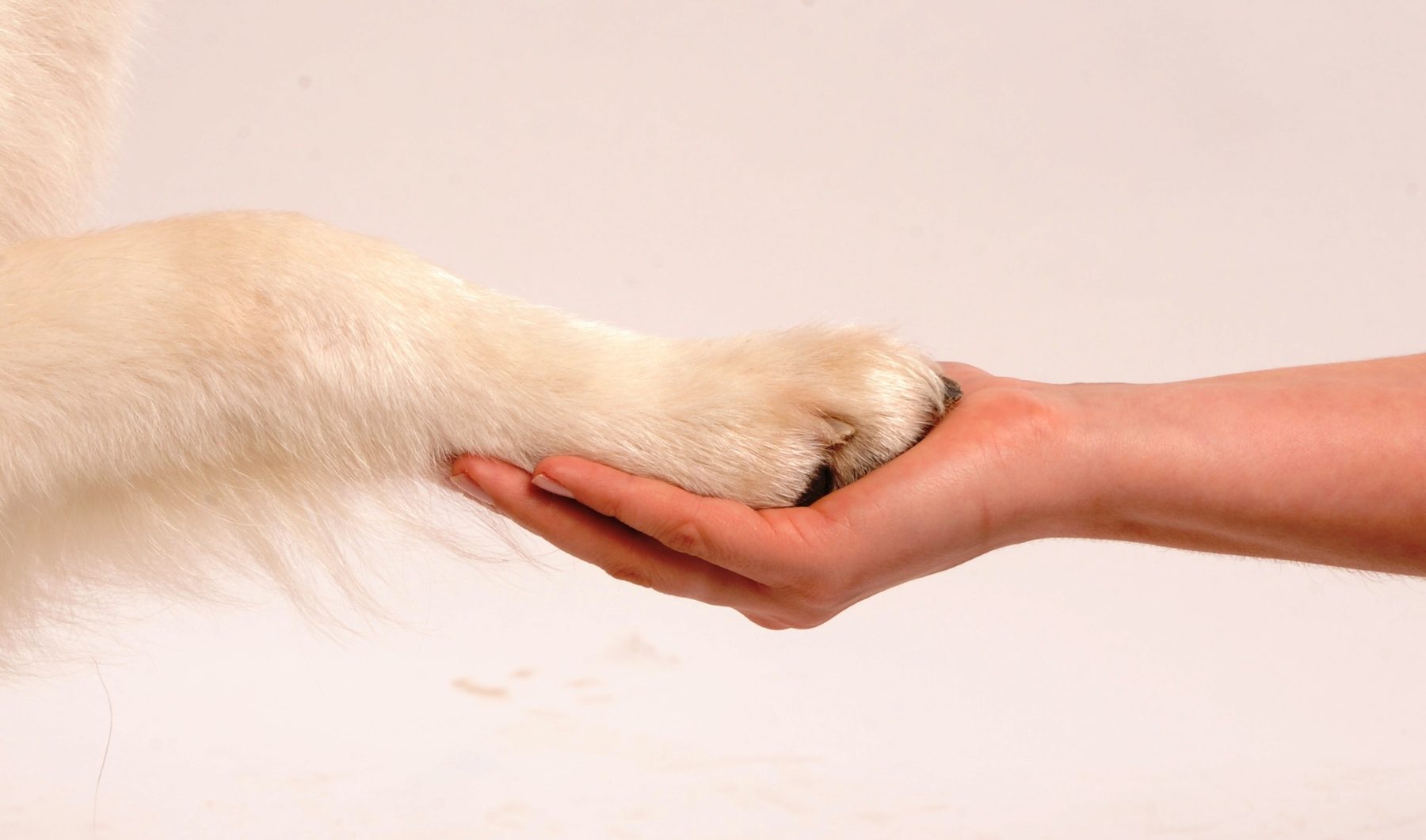 Tierpfote in menschlicher Hand
