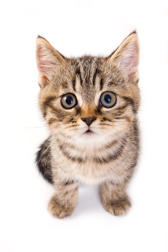 Weitere Tiere - Katzen und Kleintiere